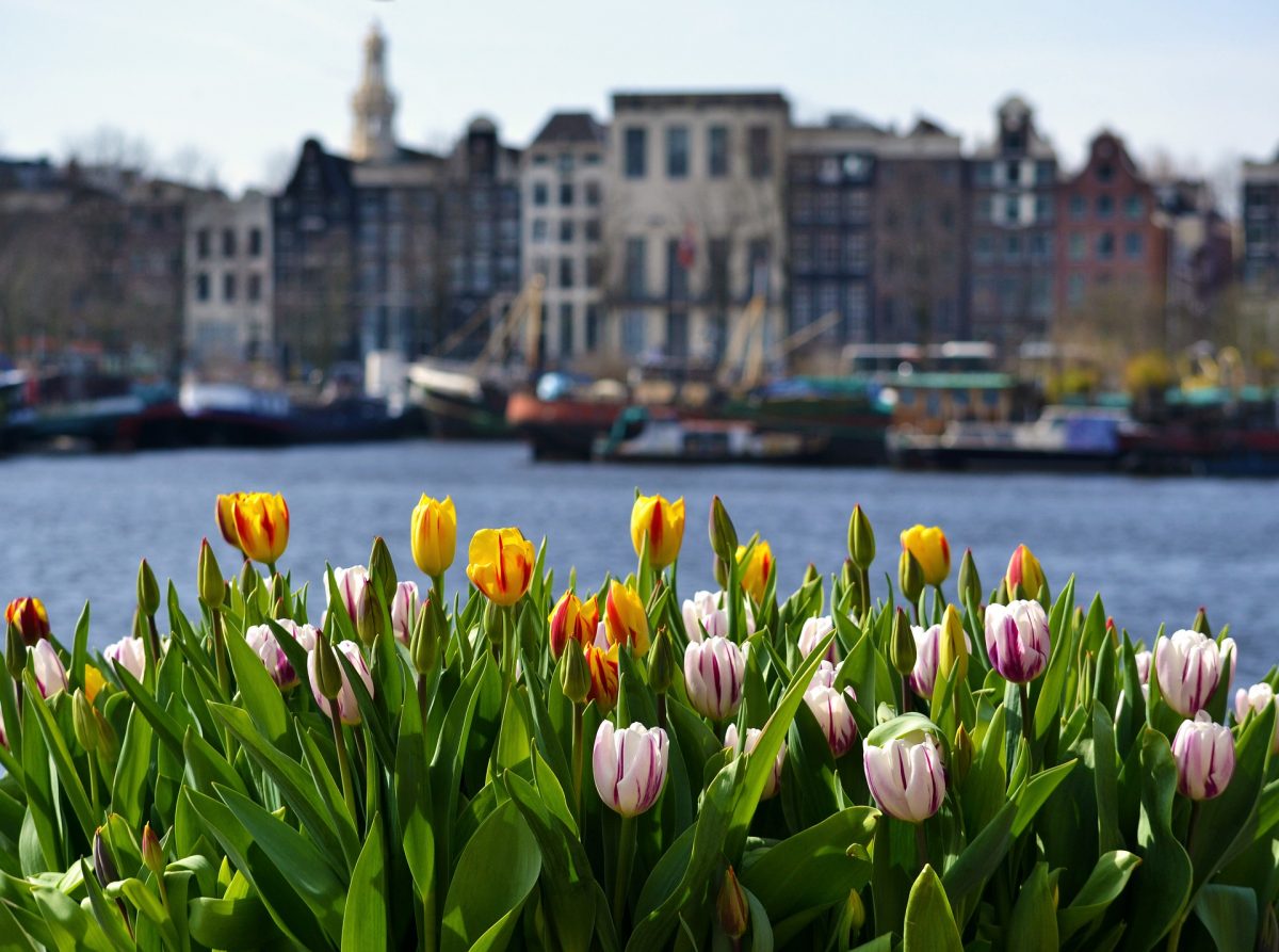 When and Where to see Tulips in the Netherlands